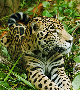 Jaguar Preserve