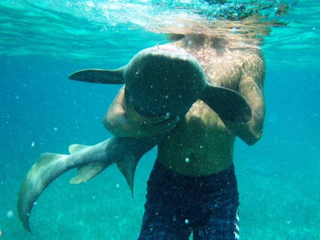 Petting a Nurse Shark Photo Courtesy of globotreks.com