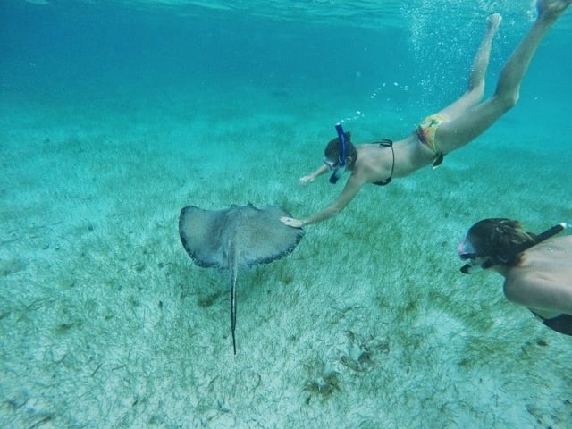 Swimming with Stingrays Photo Courtesy of Pinterest.com