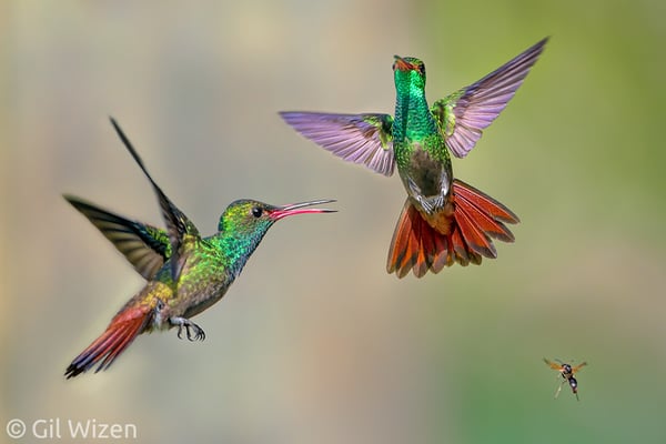 Courtship_between _Two_Rufous_Tailed_Hummingbirds