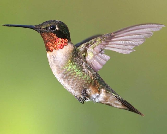 Ruby-throated Hummingbird Courtesy of Audobon Field Guide