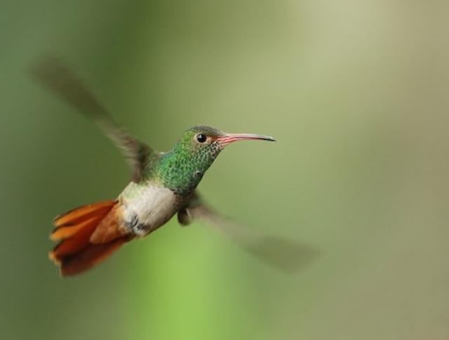 Rufous-tailed Hummingbird Courtesy of Neotropical Birds Online