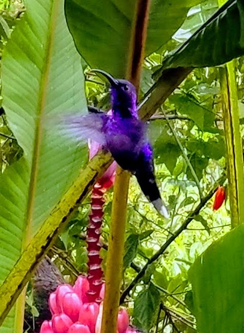 Violet Sabrewing Hummingbird