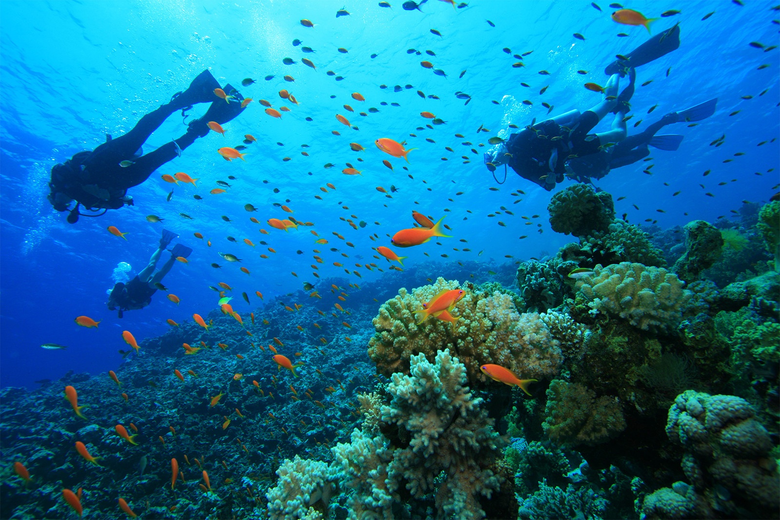 Scuba Diving, Ambergris Caye