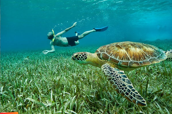 Hol-Chan-November-turtle-w-snorkeler-1000px