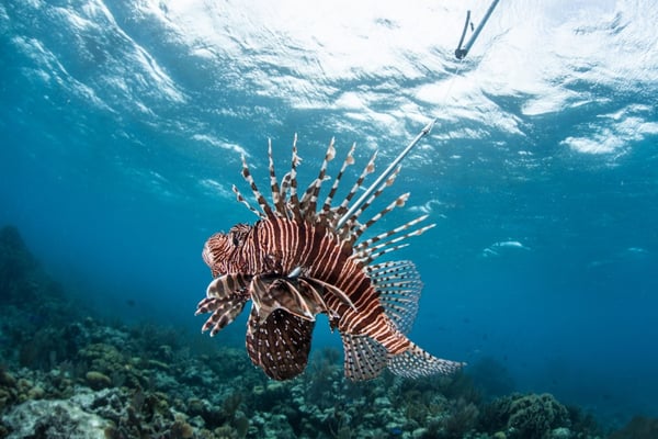 Lionfish