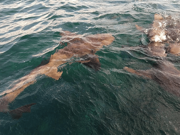 Sharks at Shark Ray Alley