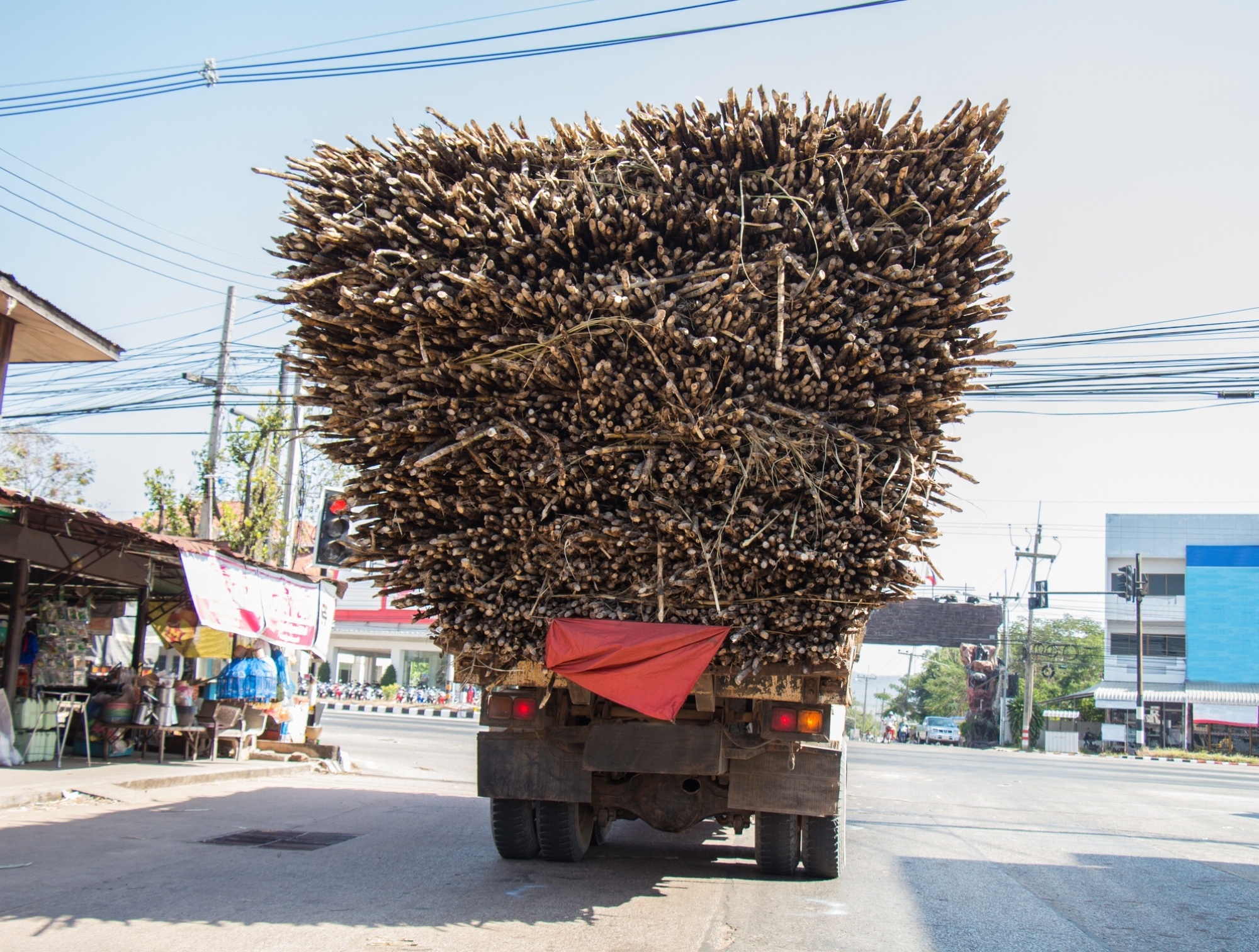 Sugar Cane, Ambergris Caye