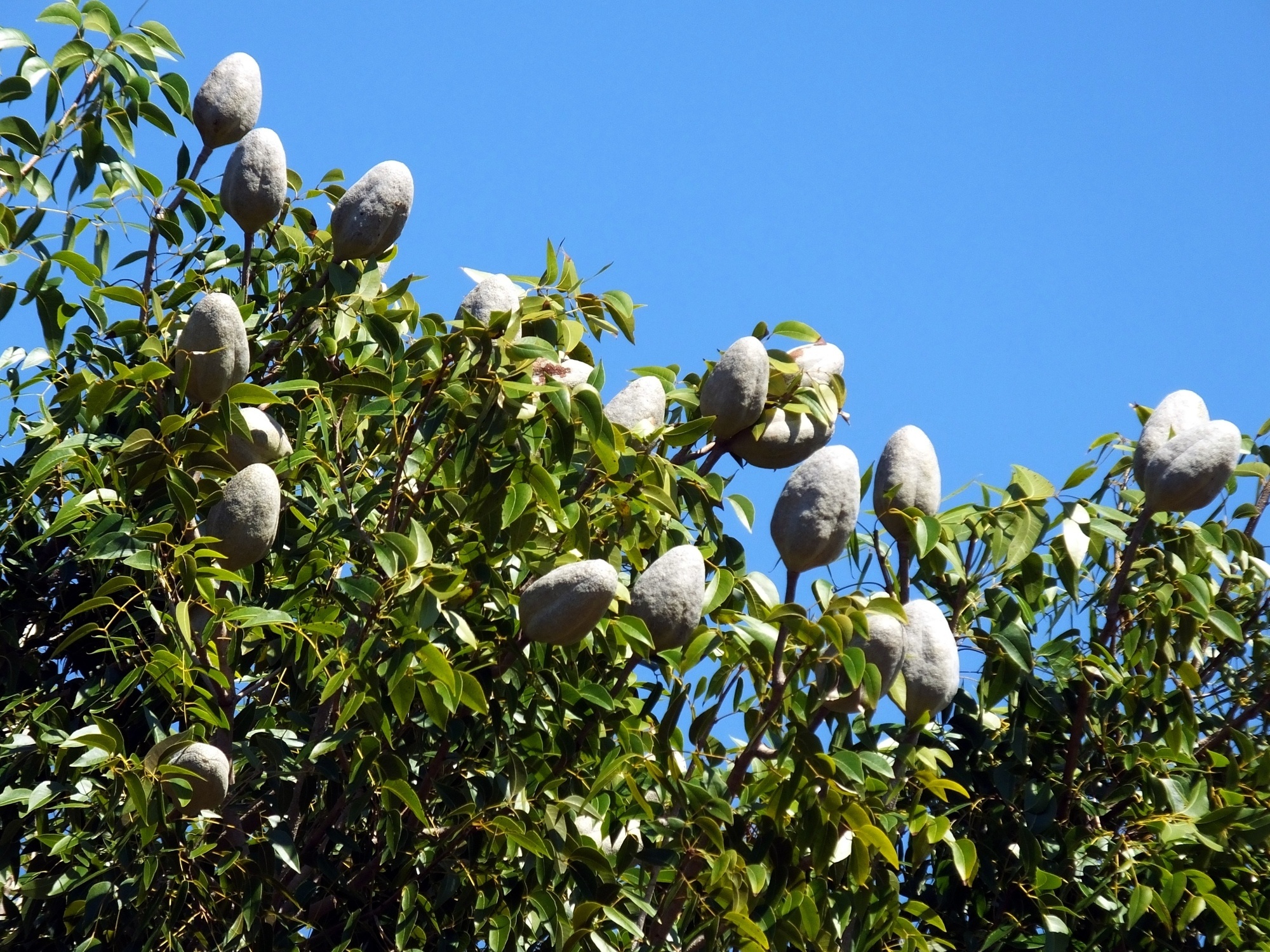 Mahogany Tree Fruit, Belize
