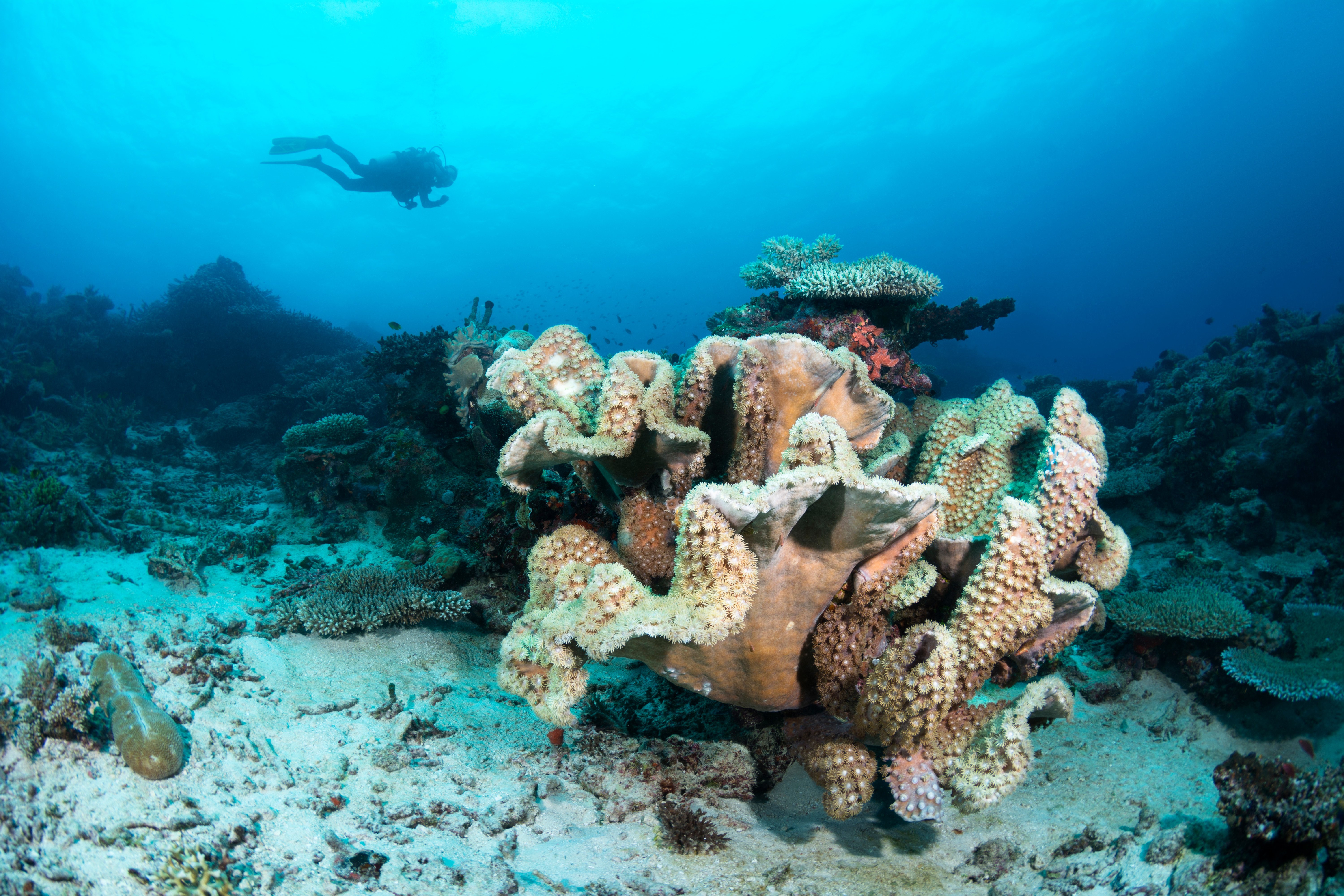 belize-coral-reef-diving-snorkeling-tours