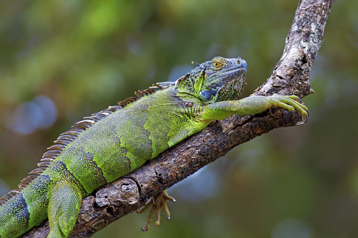 green-iguana