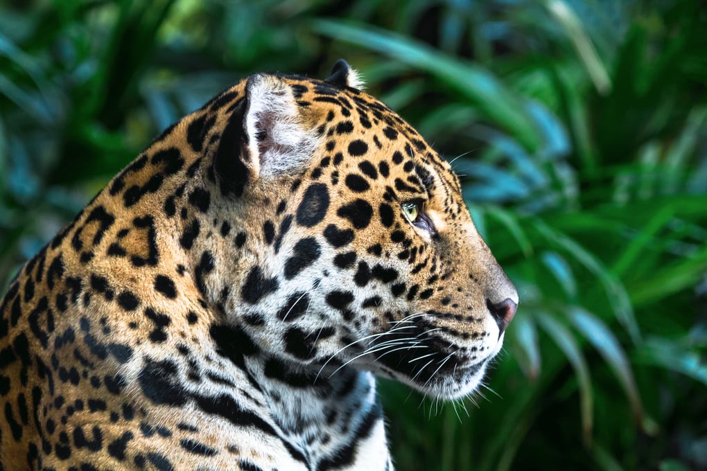 jaguar-looking-into-the-distance-5SW694V