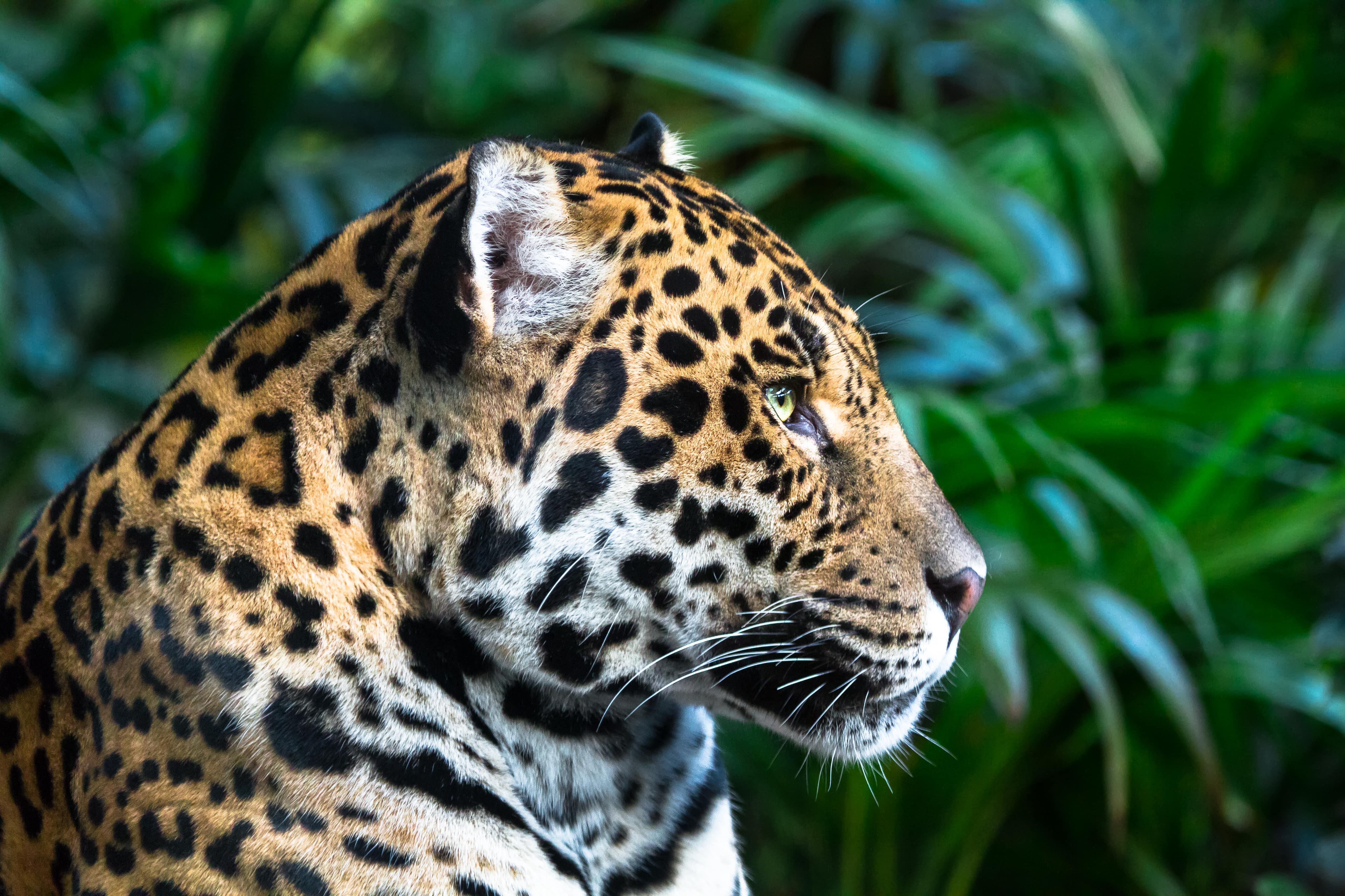 jaguar-looking-into-the-distance