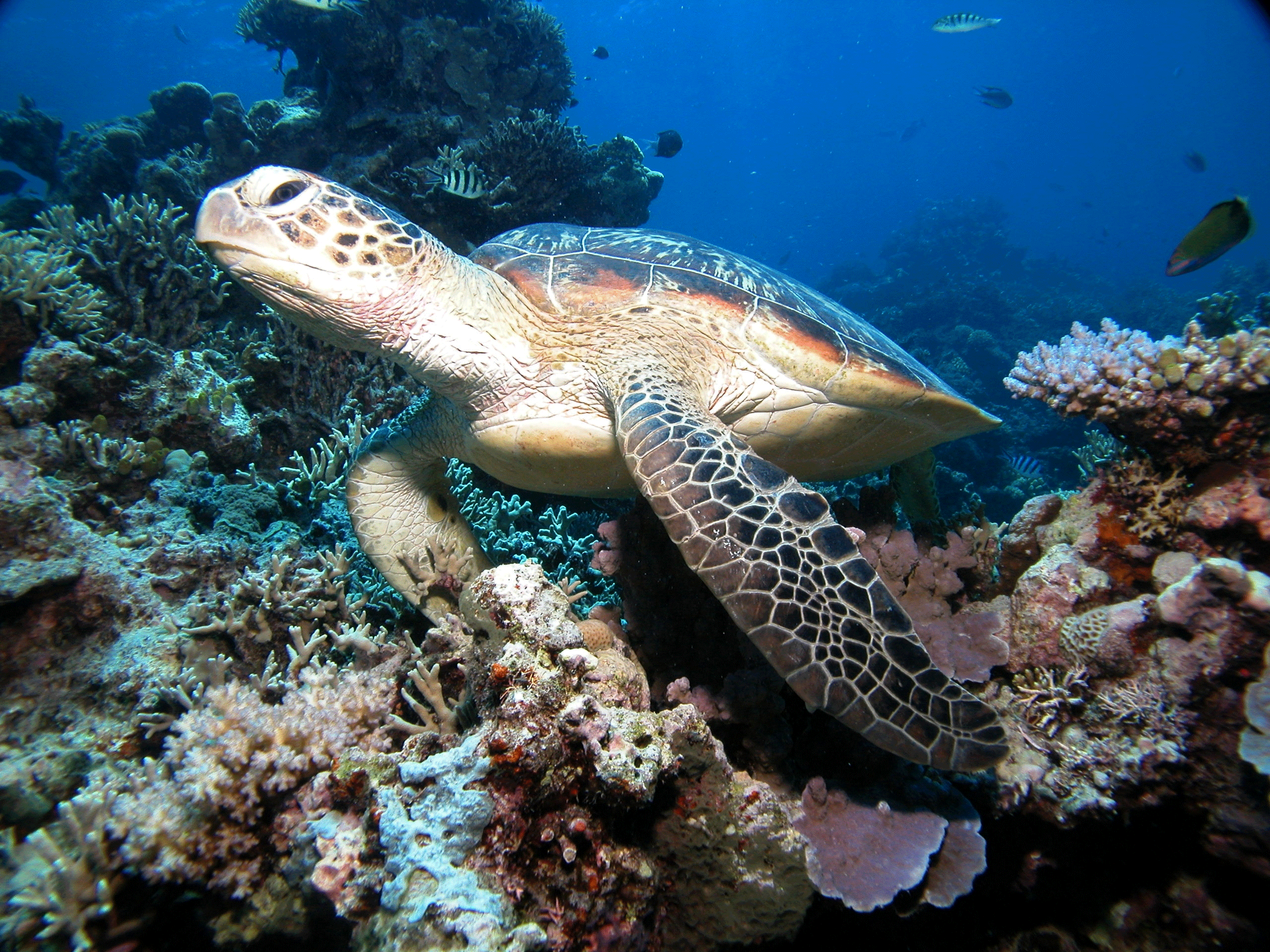 turtle-picture-taken-at-great-barrier-reefWRQEMYJ