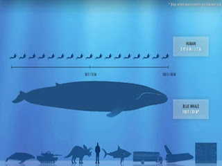 Blue Whale small