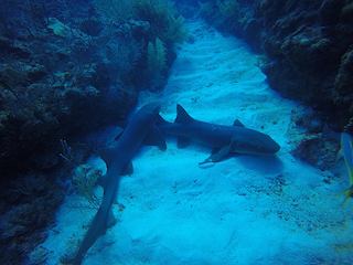 Sharks at Hol Chan small