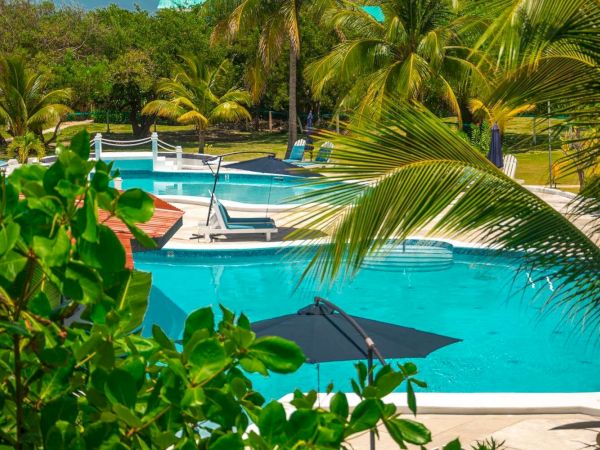 A tropical resort pool with turquoise water, lounge umbrellas, and palm trees shading the sunny garden around it.