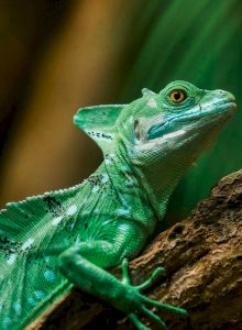 A bright green lizard (iguana) perched on a branch, staring at the camera against a blurred jungle background.