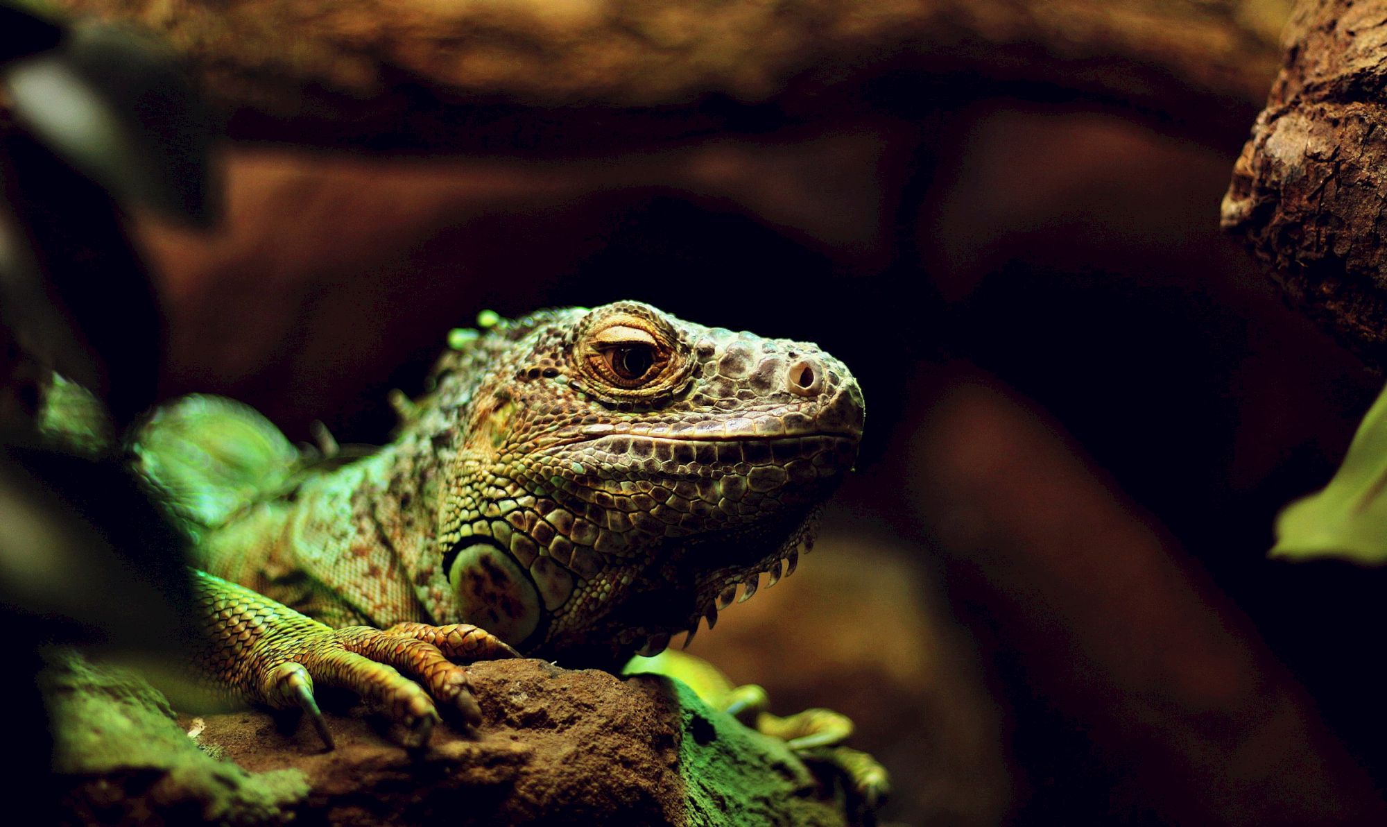 Close-up of a green lizard or iguana resting on a rock in a warm, blurred natural setting.