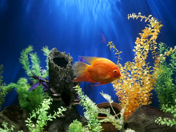 An orange fish swims in a decorated aquarium tank with colorful plants, rocks, and a blue backdrop.