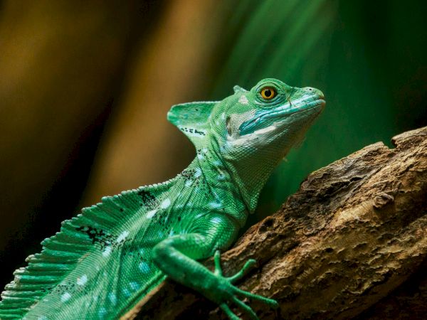 A bright green lizard (iguana) peeks from a log in a lush, blurred forest background.