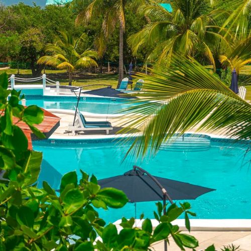 A tropical resort pool surrounded by lush palm trees, lounge chairs, and sun umbrellas on a sunny day.