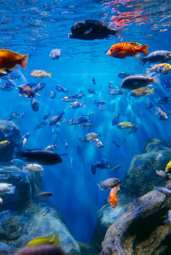 A school of colorful fish swims in clear blue water above rocks in an aquarium or underwater exhibit.
