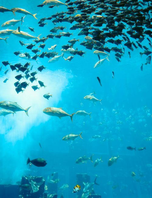 A vast underwater school of sharks and fish swirls through bright blue water.