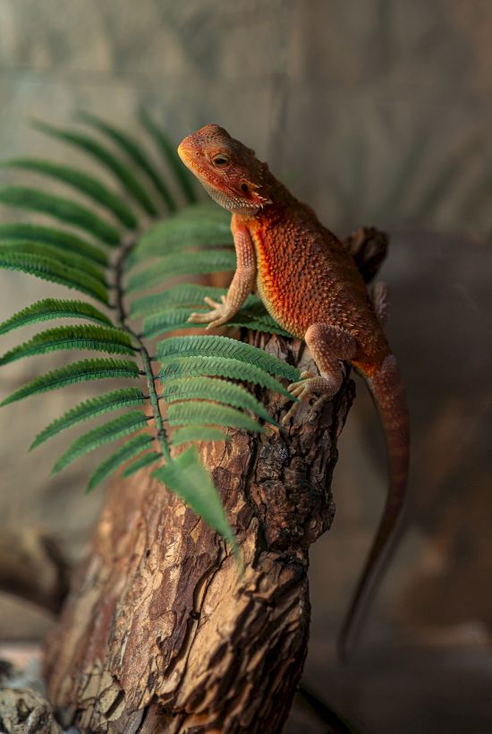 A small orange-brown lizard perches on rough tree bark beside green fern leaves.